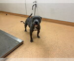 SAPPHIRE - Female Staffordshire Bull Terrier Dog for Adoption - Small photo