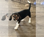 Puppy Coco Beagle