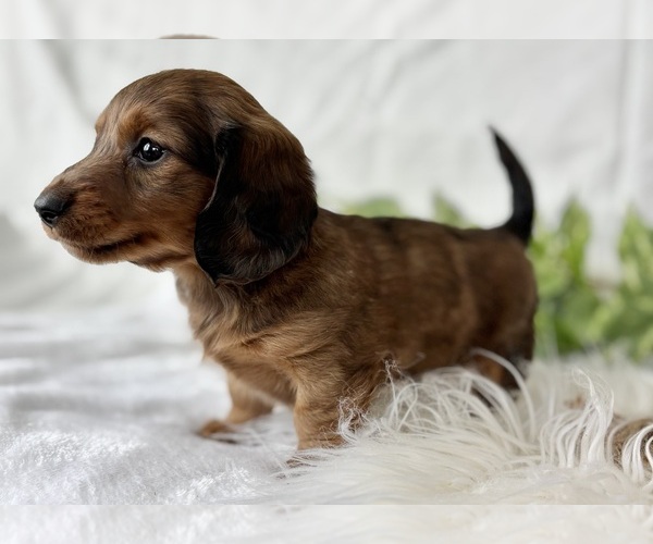 Medium Photo #11 Dachshund Puppy For Sale in ROCK STREAM, NY, USA