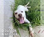 Small #1 Labrador Retriever Mix