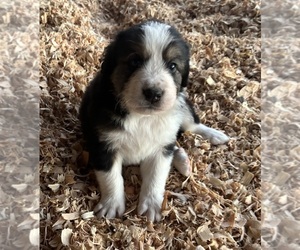 Great Bernese Puppy for sale in BUCKEYE, AZ, USA