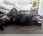 Small #2 Catahoula Leopard Dog Mix