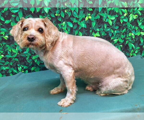 Medium Photo #3 ShiChi Puppy For Sale in Wetumpka, AL, USA