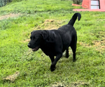 Small Photo #1 Labrador Retriever Puppy For Sale in INEZ, KY, USA