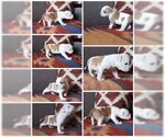 Small #10 American Staffordshire Terrier-Olde English Bulldogge Mix