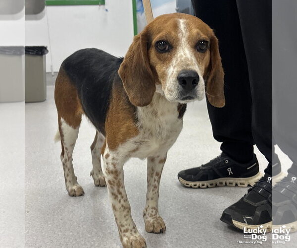 Medium Photo #4 Beagle-Unknown Mix Puppy For Sale in Washington, DC, USA