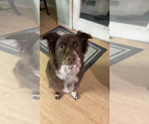 Jazzper - Male Mutt Dog for Adoption - Photo #6
