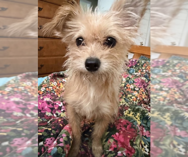 Medium Photo #1 Chihuahua-Unknown Mix Puppy For Sale in Cranston, RI, USA