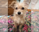 Small Chihuahua Mix
