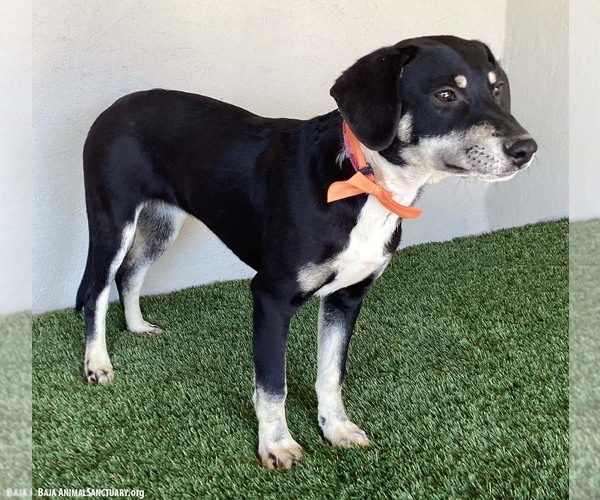Medium Photo #7 Australian Kelpie-Labrador Retriever Mix Puppy For Sale in San Diego, CA, USA