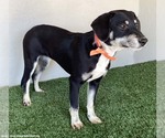 Small #6 Australian Kelpie-Labrador Retriever Mix