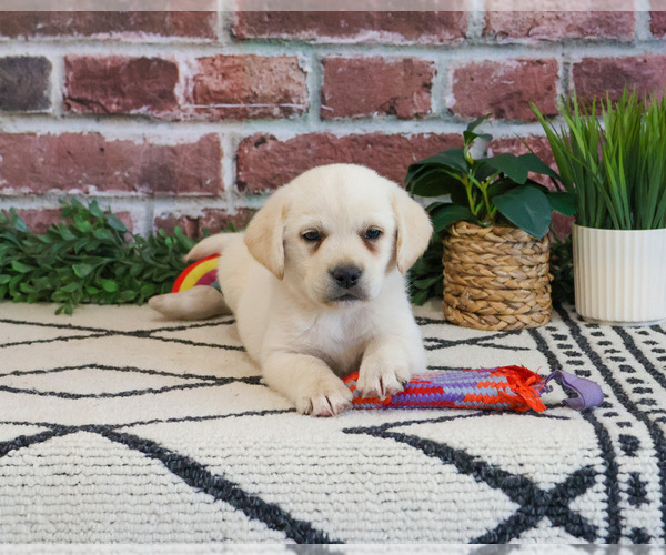 Medium Photo #7 Labrador Retriever Puppy For Sale in SYRACUSE, IN, USA