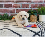 Small #6 Labrador Retriever