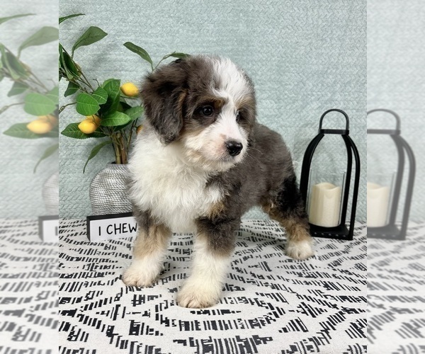 Medium Photo #7 Miniature Bernedoodle Puppy For Sale in FRANKLIN, IN, USA