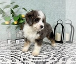 Small #6 Miniature Bernedoodle