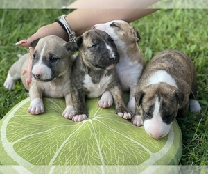 Bull Terrier Puppy for sale in SPRINGFIELD, MA, USA