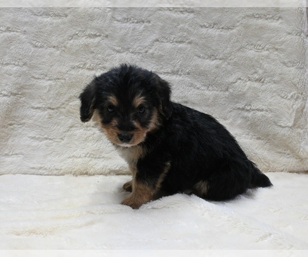 Medium Photo #2 Pembroke Welsh Corgi-Poodle (Miniature) Mix Puppy For Sale in FRESNO, OH, USA