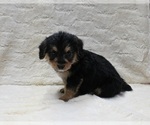 Small #1 Pembroke Welsh Corgi-Poodle (Miniature) Mix