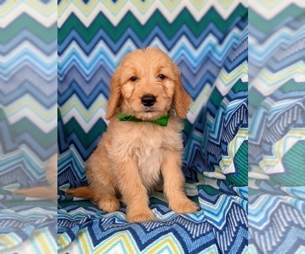 Medium Photo #1 Goldendoodle Puppy For Sale in KIRKWOOD, PA, USA