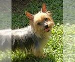 Small #6 Mutt