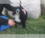 Puppy 7 Bernedoodle