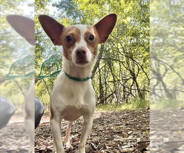 Medium Photo #2 Chihuahua Puppy For Sale in Peoria, IL, USA
