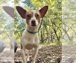Small Photo #2 Chihuahua Puppy For Sale in Peoria, IL, USA