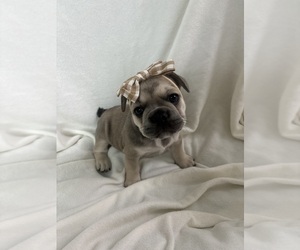 French Bulldog Puppy for sale in EAST BRUNSWICK, NJ, USA