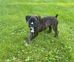 Small Photo #3 Boxer Puppy For Sale in ROCKFORD, IL, USA