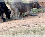 Small #2 Cane Corso