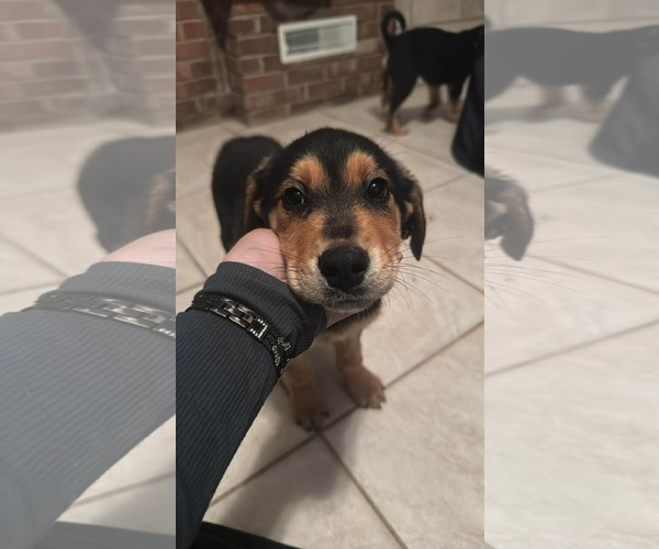 Medium Photo #1 Rottweiler-Unknown Mix Puppy For Sale in Holly Springs, NC, USA