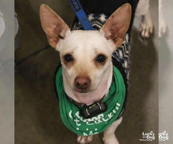 Medium Photo #2 Chihuahua-Unknown Mix Puppy For Sale in Washington, DC, USA