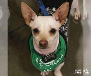 Ringo - Male Chihuahua-Unknown Mix Dog for Adoption - Photo #2