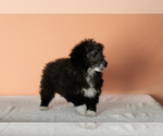 Small Photo #4 Miniature Bernedoodle-Poodle (Miniature) Mix Puppy For Sale in SHIPSHEWANA, IN, USA