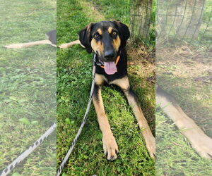 Labrador Retriever-Unknown Mix Dogs for adoption in Rockaway, NJ, USA