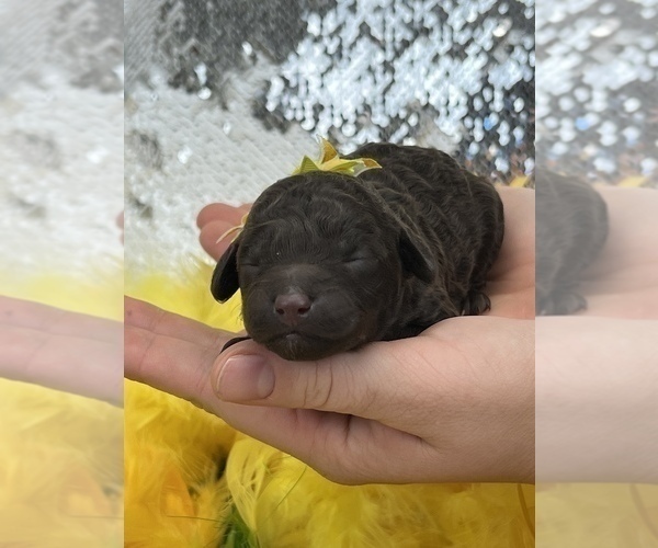 Medium Photo #2 Poodle (Miniature) Puppy For Sale in BULLARD, TX, USA
