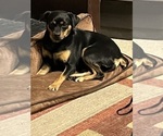 Small Photo #1 Carlin Pinscher Puppy For Sale in COBB, WI, USA