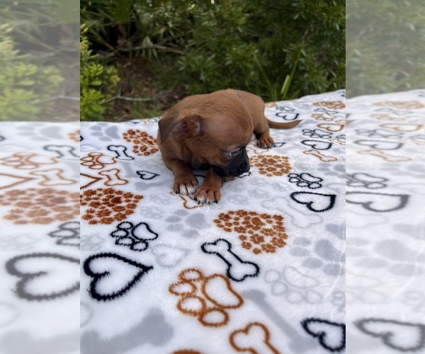 Medium Photo #6 Chipin Puppy For Sale in SAINT AUGUSTINE, FL, USA