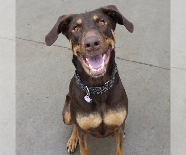 Medium Photo #2 Doberman Pinscher-Unknown Mix Puppy For Sale in Minneaoplis, MN, USA