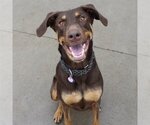 Small #1 Doberman Pinscher Mix