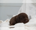 Small #7 Labrador Retriever