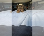 Puppy 1 Yorkshire Terrier