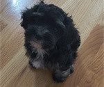 Puppy Milo Cockapoo-Maltese Mix