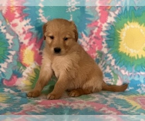 Golden Retriever Puppy for sale in LANCASTER, PA, USA