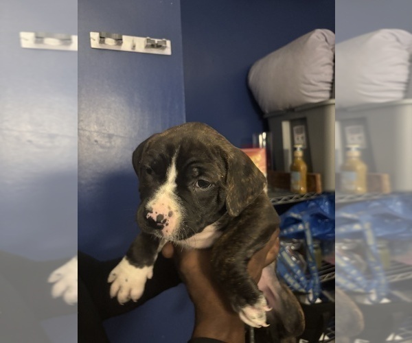 Medium Photo #1 American Mastiff-American Pit Bull Terrier Mix Puppy For Sale in NEW BEDFORD, MA, USA
