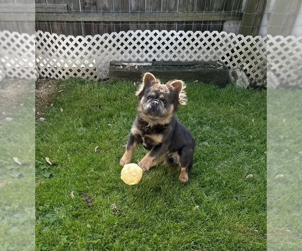 Medium Photo #1 French Bulldog Puppy For Sale in MIDDLEBURY, IN, USA