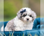 Small #3 Maltipoo (Miniature)