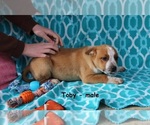 Small Photo #2 Box heeler Puppy For Sale in CLARKRANGE, TN, USA