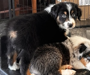 Australian Shepherd Puppy for sale in AMHERST, VA, USA
