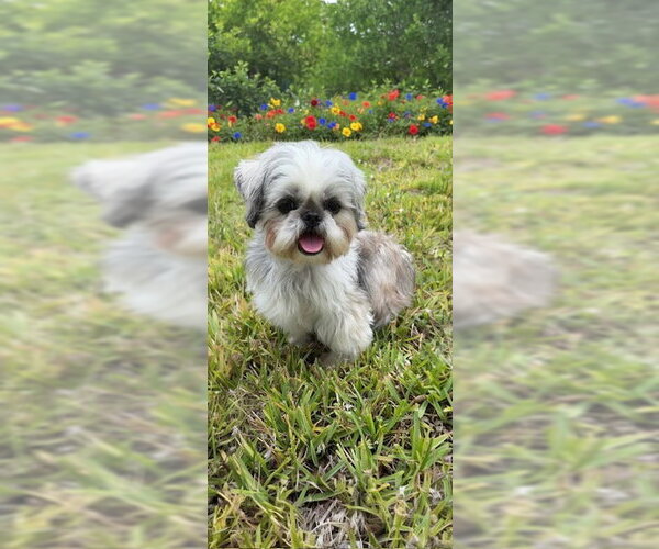Medium Photo #7 Shih Tzu Puppy For Sale in Weston, FL, USA